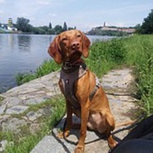 pet sitter cluj ofera cazare caini