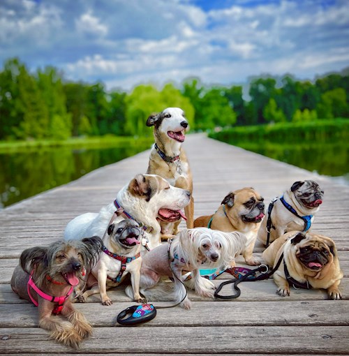 Daryna- petsitter Prague or Pet nanny for dogs