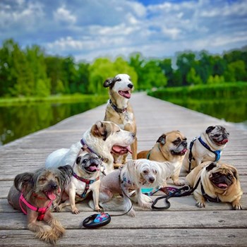 thumbnail petsitter Prague or pet nanny for dogs