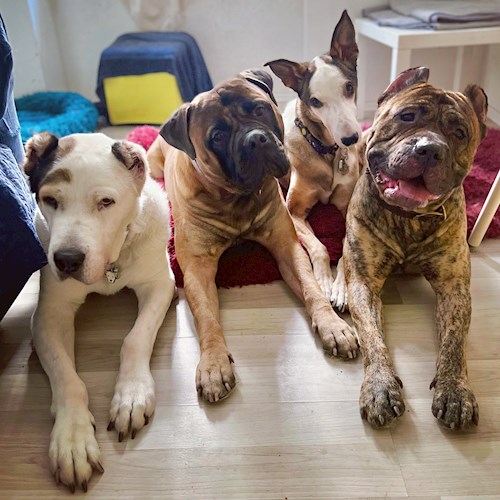 Daryna- petsitter Prague or Pet nanny for dogs