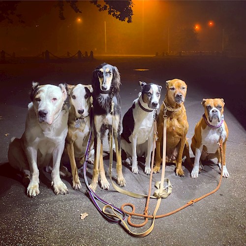 Daryna- petsitter Prague or Pet nanny for dogs