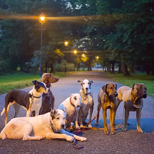 Daryna- petsitter Prague or Pet nanny for dogs