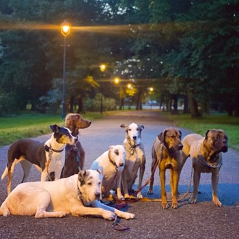 thumbnail petsitter Prague or pet nanny for dogs