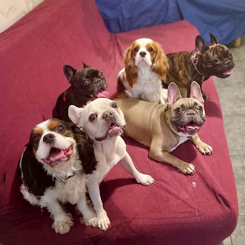 Daryna- petsitter Prague or Pet nanny for dogs