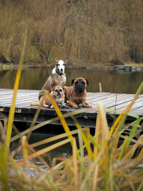 Daryna- petsitter Prague or Pet nanny for dogs