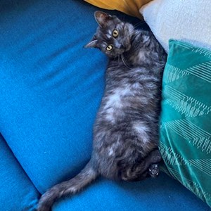 Hlídání v domě majitele kočka v Praha hlídací žádost