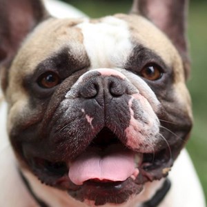 One visit dog in Praha pet sitting request